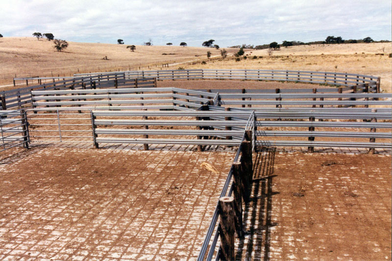 cattle yards